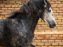 CABALLO PRE ALTA ESCUELA 5 AÑOS