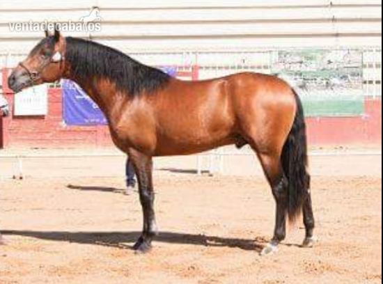 Caballos PRE, HA y CDE in 