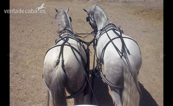 Caballos PRE, HA y CDE - Caballos Pura Raza Española (P.R.E.) PRE CDE HA