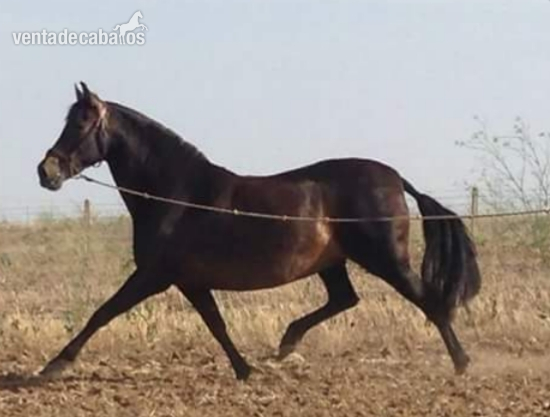Caballos PRE, HA y CDE - PRE CDE HA