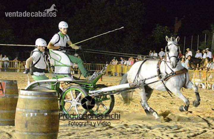 Caballos PRE, HA y CDE - Caballos Pura Raza Española (P.R.E.)