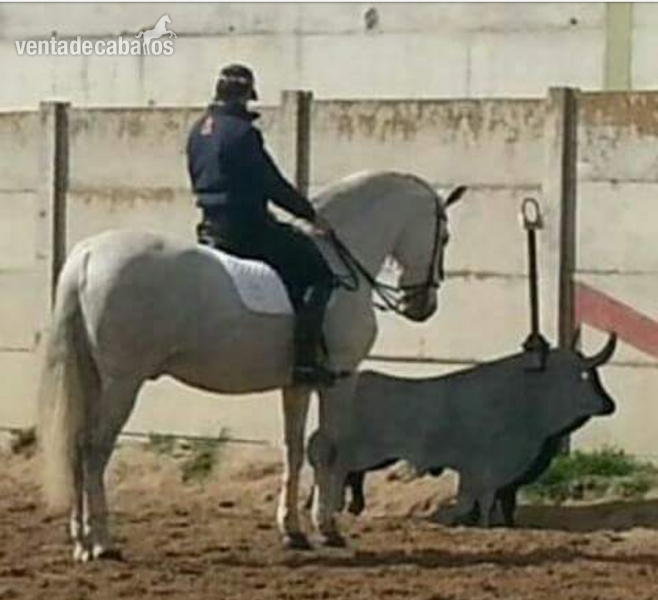 Caballos PRE, HA y CDE