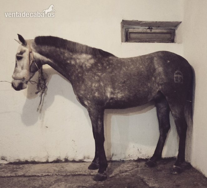  Caballos PRE, HA y CDE