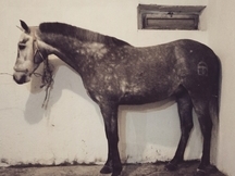 Caballos PRE, HA y CDE