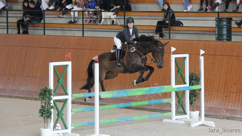 Caballo de Deporte Español (CDE)