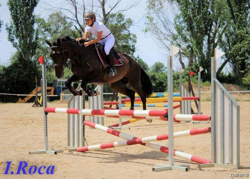 Yegua de deporte en venta in 