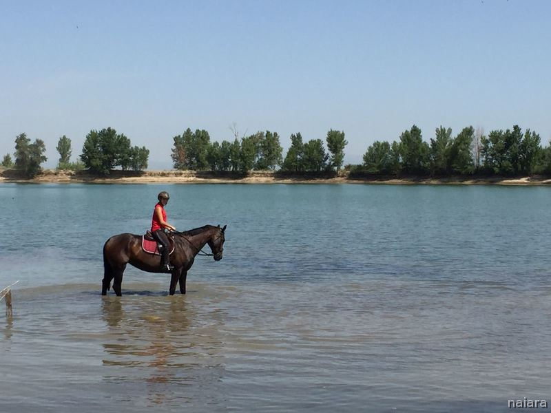 Caballo de Deporte Español (CDE) {TYPE}