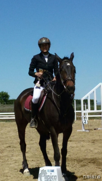 Yeguas Caballo de Deporte Español (CDE) - Yegua de deporte en venta