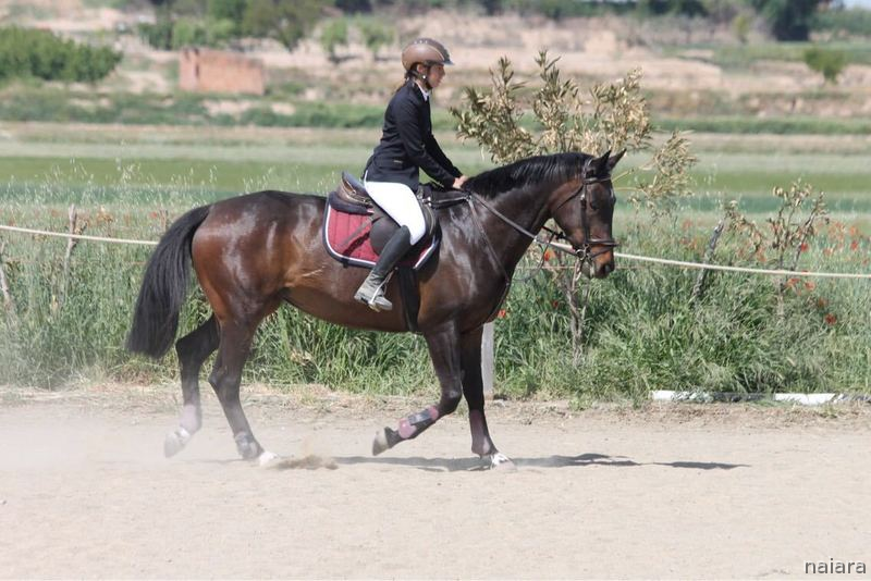 Yegua de deporte en venta - Yeguas Caballo de Deporte Español (CDE)