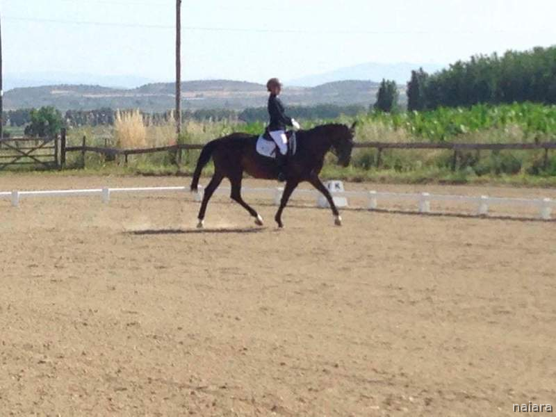 Yegua de deporte en venta - Caballo de Deporte Español (CDE)