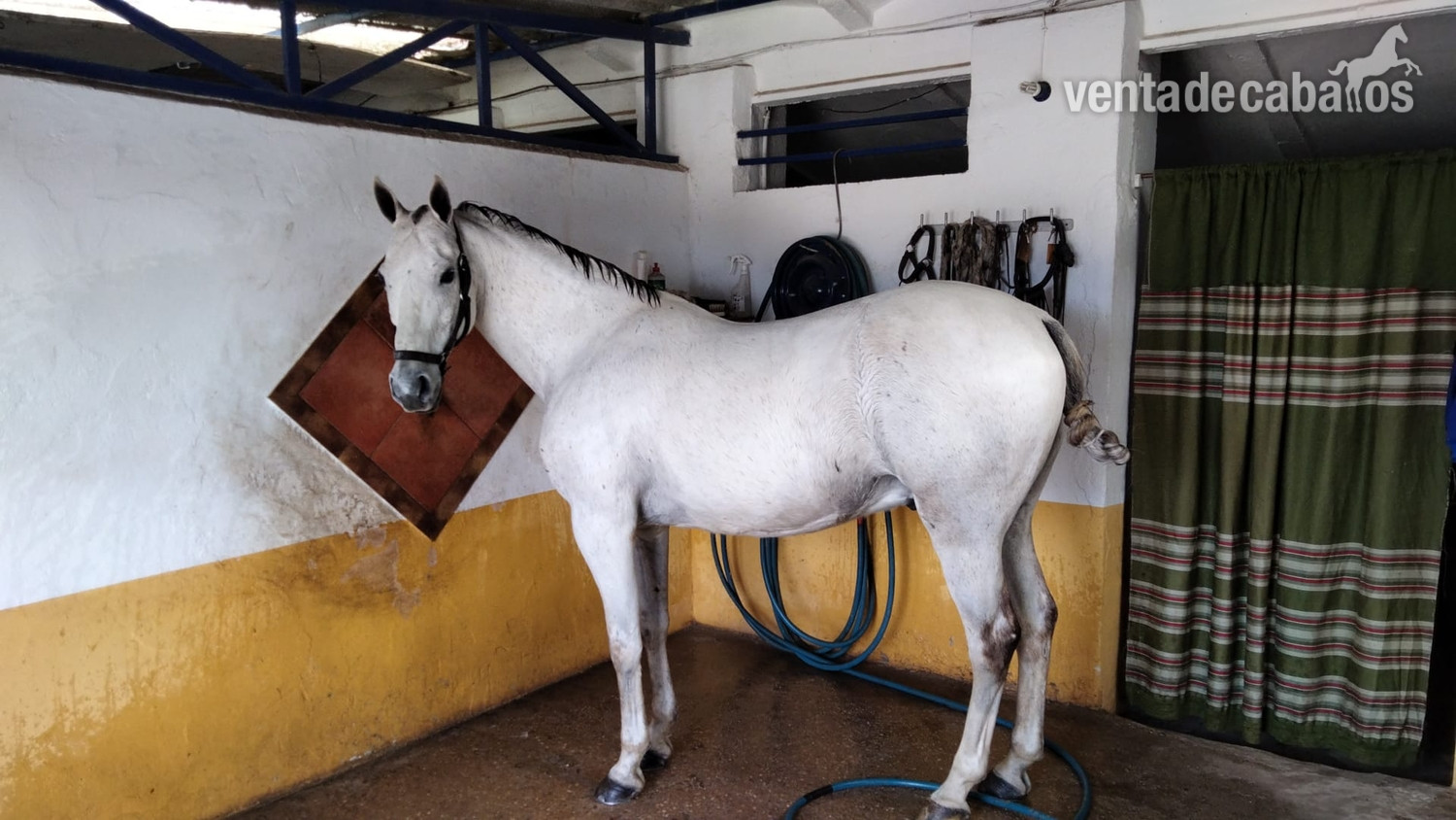 Caballo luso árabe castrado in 