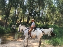 Caballo luso árabe castrado