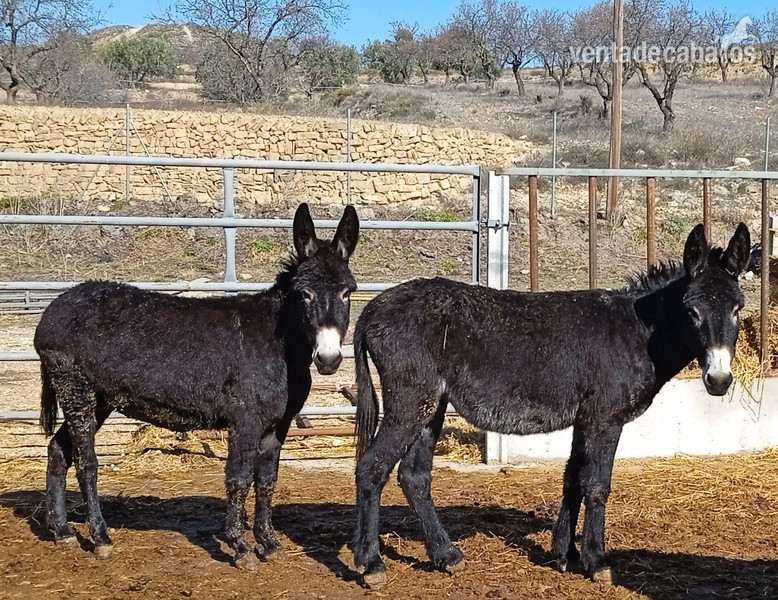 Burros Catalanes y Pollinos in 