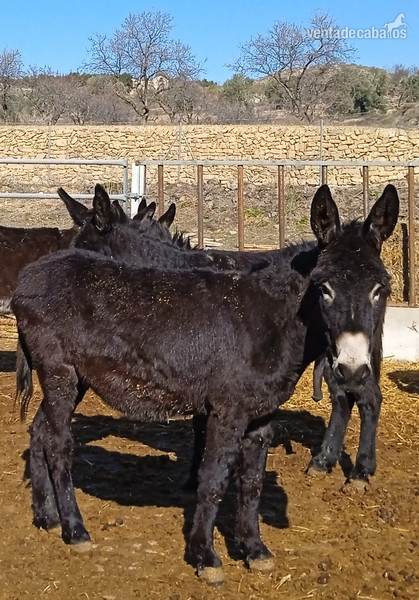 Burro Catalán 