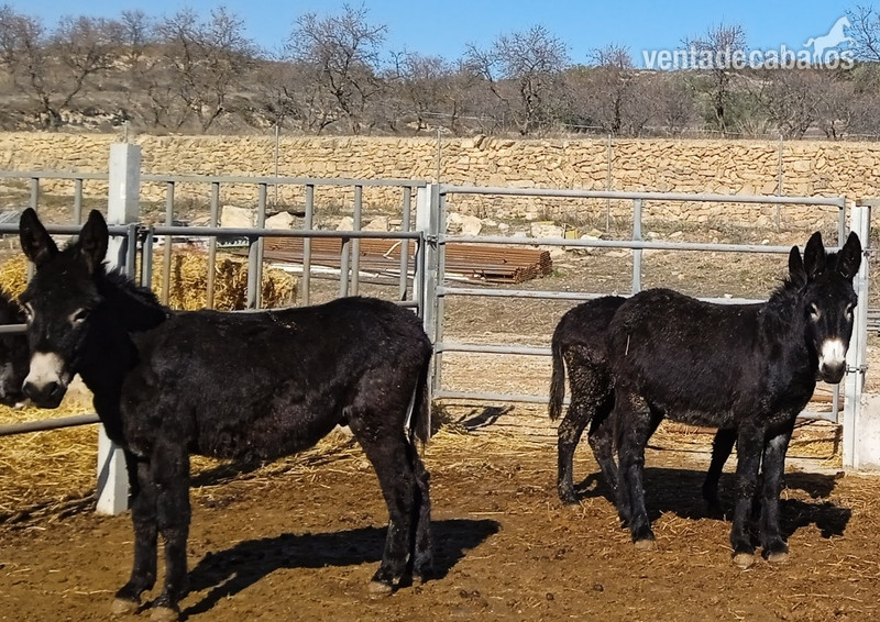 Burro Catalán  {TYPE}