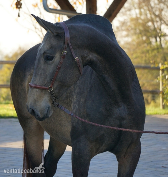 Caballos Pura Raza Española (P.R.E.) Pura Raza Española PRE - Yegua de cría Baya alzada 1.68m