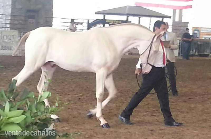 Yegua de cría Baya alzada 1.68m - Caballos Pura Raza Española (P.R.E.) Pura Raza Española PRE