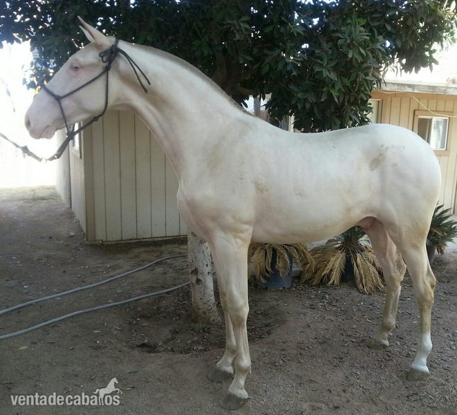 Yegua de cría Baya alzada 1.68m - Pura Raza Española PRE