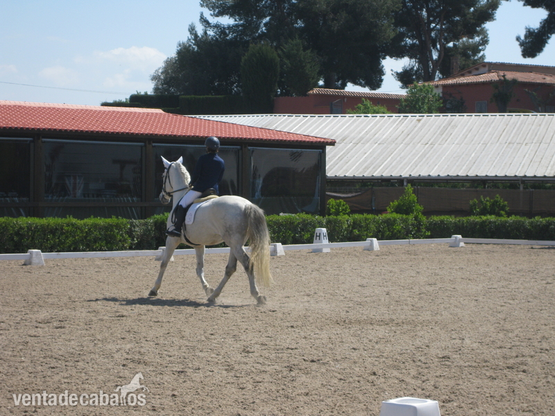 CEDO O VENDO CABALLO PRE - CRUZADO in 