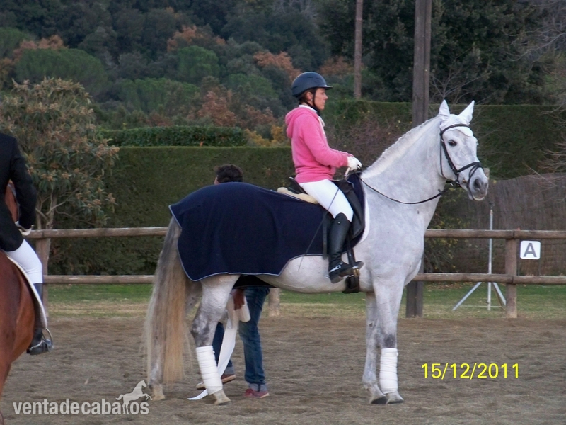 Caballos Capados PRE CRUZADO - CEDO O VENDO CABALLO PRE - CRUZADO