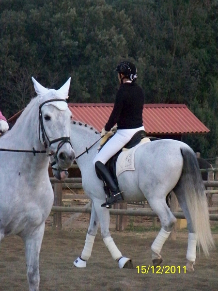 CEDO O VENDO CABALLO PRE - CRUZADO - Caballos Capados PRE CRUZADO