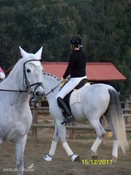 CEDO O VENDO CABALLO PRE - CRUZADO - Caballos Capados PRE CRUZADO
