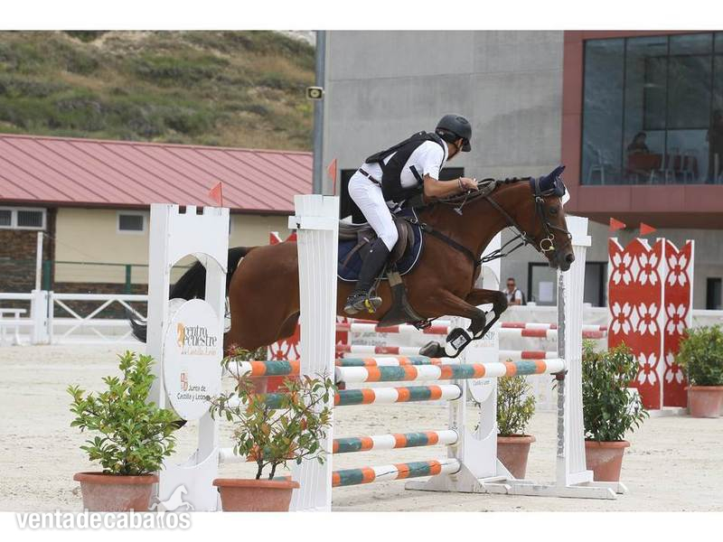 PONI C CAMPEON DE ESPAÑA in 