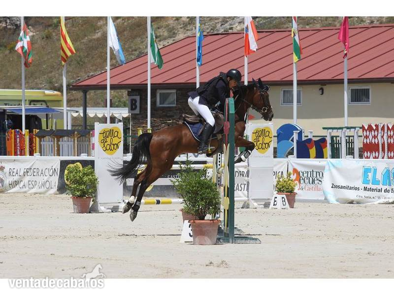 Poni de Competicion / Deporte
