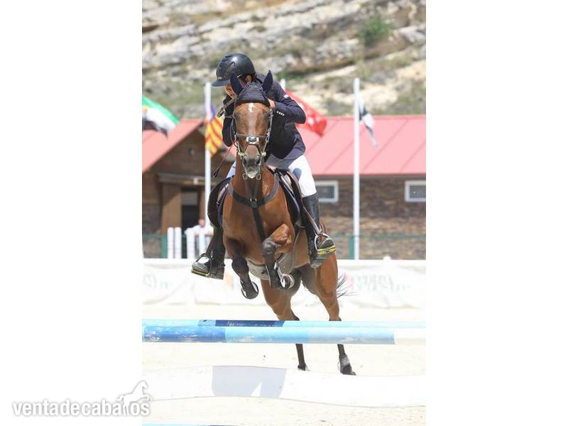 Poni de Competicion / Deporte {TYPE}