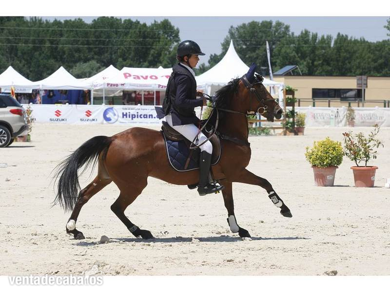 Ponis Pony Club Poni de Competicion / Deporte - PONI C CAMPEON DE ESPAÑA