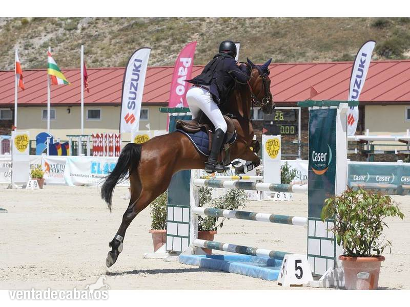 PONI C CAMPEON DE ESPAÑA - Ponis Pony Club Poni de Competicion / Deporte