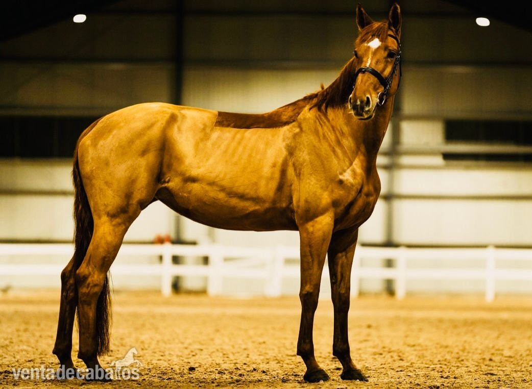 Hannover breed mare for sale in 