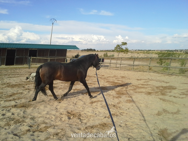 Caballos Pura Raza Española (P.R.E.) Pura Raza Española - Dos buenos p.r.e