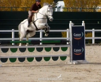 Caballo de Deporte Español (CDE)