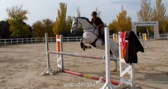 Caballo de salto  in 