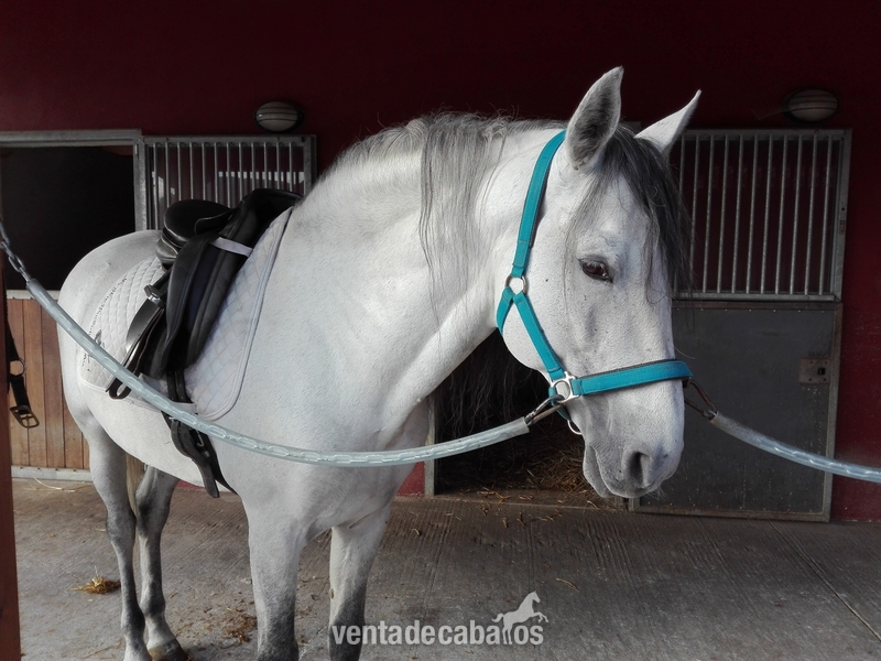 En venta semental PRE  in 