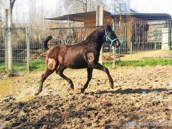 Lusitano