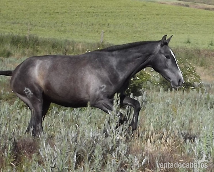 Lusitano {TYPE}