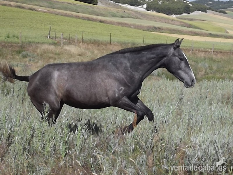 Caballos Pura Raza Española (P.R.E.) Lusitano - Potros Españoles PRE