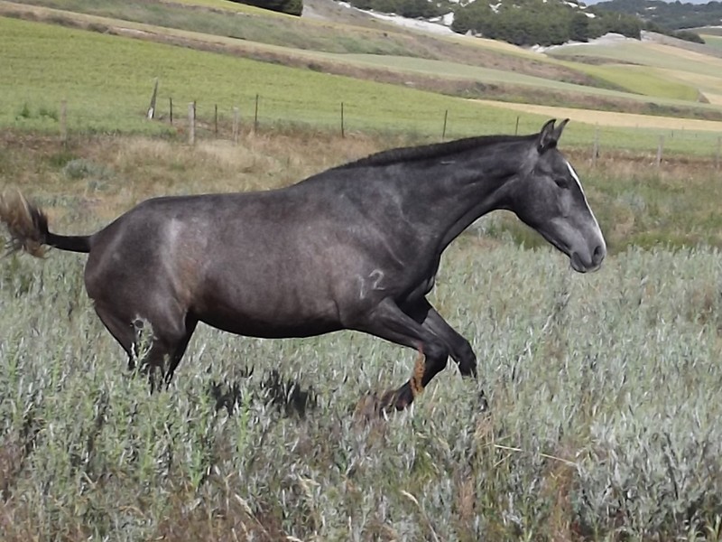 Caballos Pura Raza Española (P.R.E.) Lusitano - Potros Españoles PRE