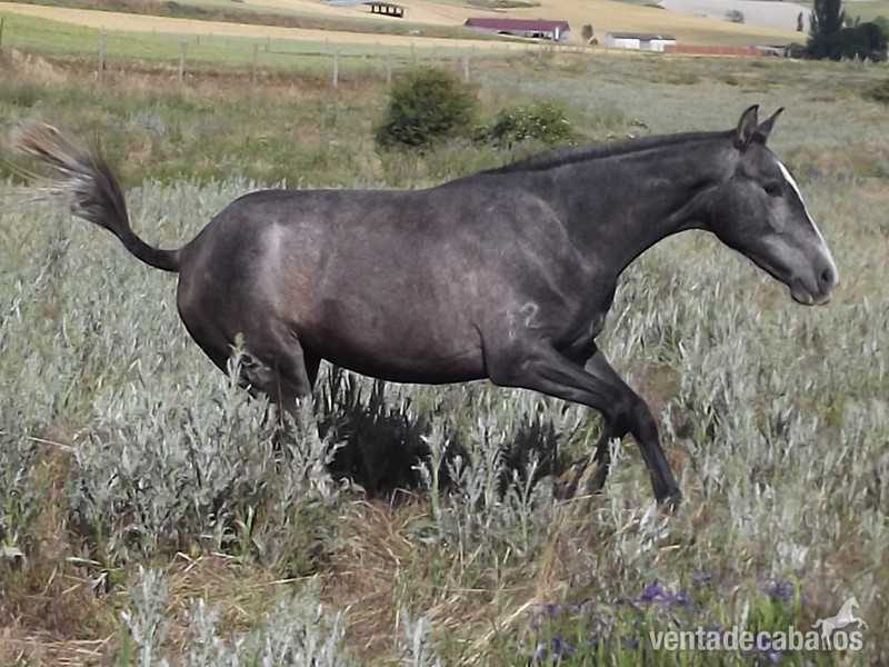 Potros Españoles PRE - Caballos Pura Raza Española (P.R.E.) Lusitano