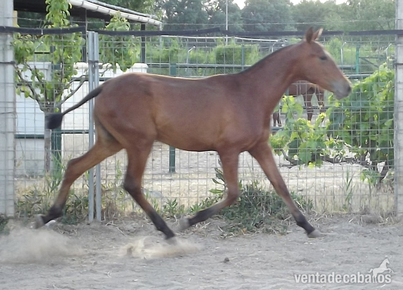 Potros Españoles PRE - Lusitano