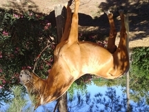 Caballo Palomino / perla