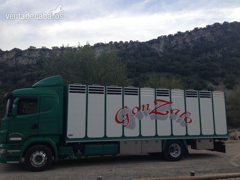  TRANSPORTE DE CABALLOS