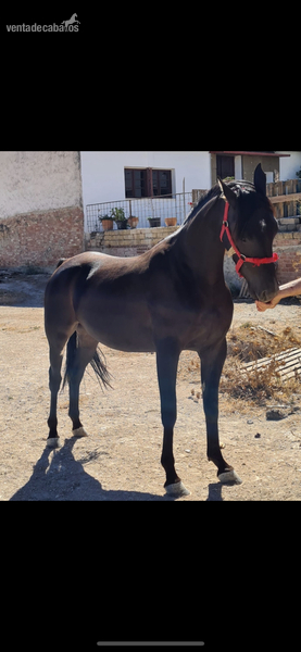Preciosa yegua arabe negra in 