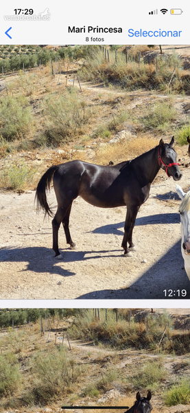 Caballos Árabes Arabe - Preciosa yegua arabe negra