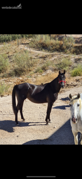 Preciosa yegua arabe negra - Caballos Árabes Arabe
