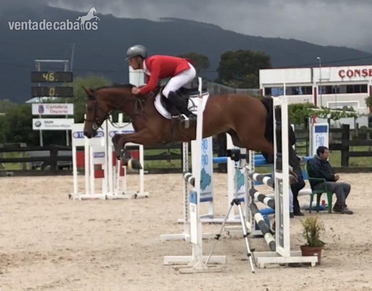 Caballo de Deporte Español (CDE)