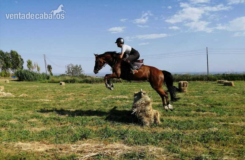 Caballo de Deporte Español (CDE) {TYPE}