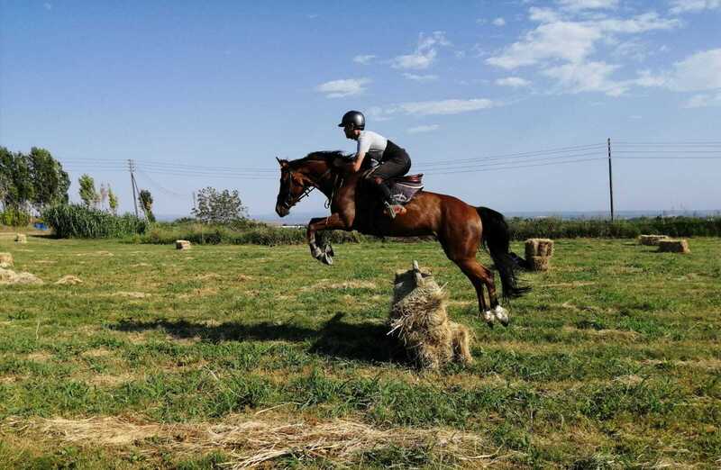Caballo de Deporte Español (CDE) {TYPE}